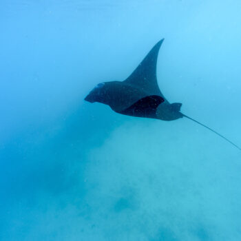 Mantaray 6